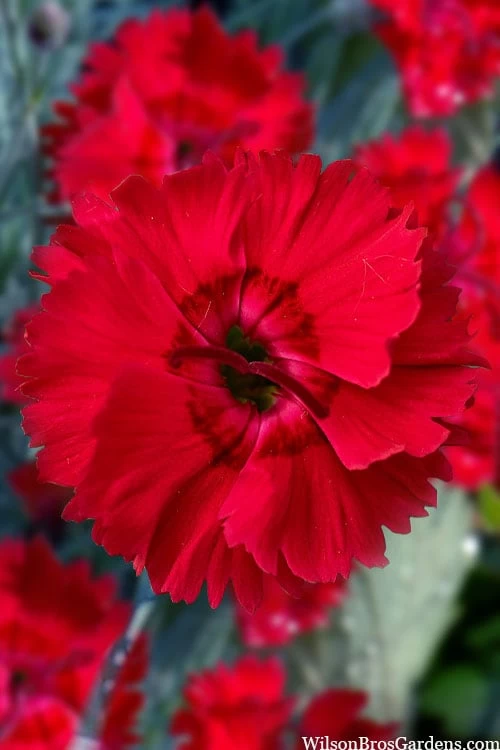 Fire Star Dianthus (Carnation) - 1 Gallon Pot