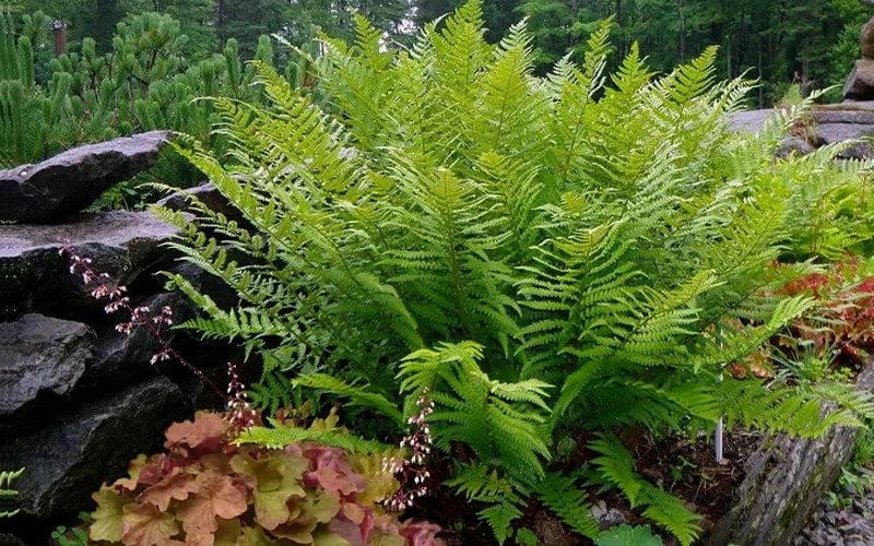 Robust Male Fern (Dryopteris X Complexa) - 6 Pack Of 1 Gallon Pots - Image 4