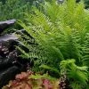 Robust Male Fern (Dryopteris X Complexa) - 6 Pack Of 1 Gallon Pots