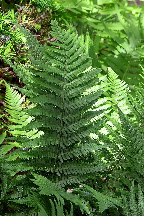 Robust Male Fern (Dryopteris X Complexa) - 6 Pack Of 1 Gallon Pots - Image 5