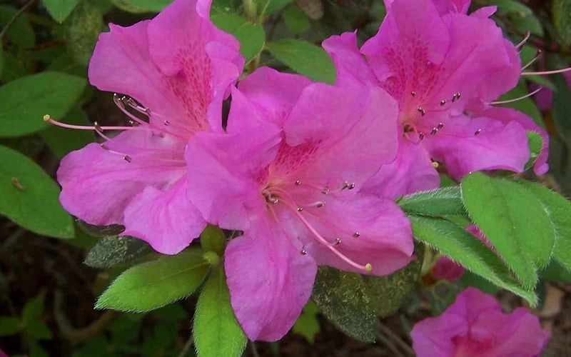 Autumn Amethyst Encore Azalea - 2 Gallon Pot - Image 5