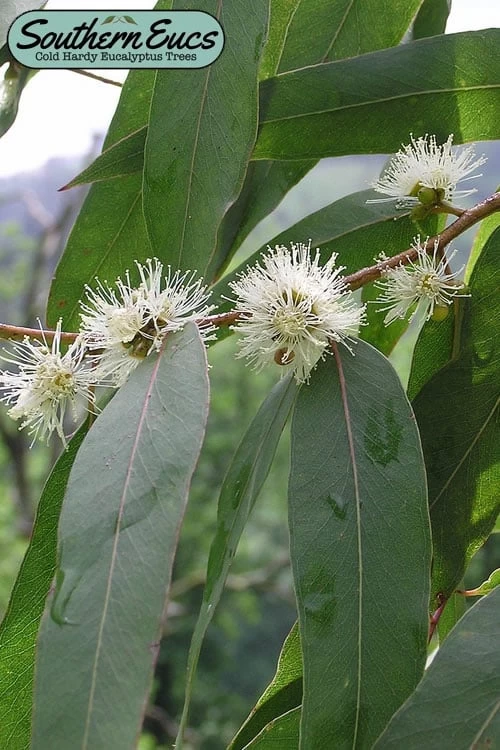 Jersey Girl Cold Hardy Eucalyptus Tree (Eucalyptus Macarthurii) - Quart Pot