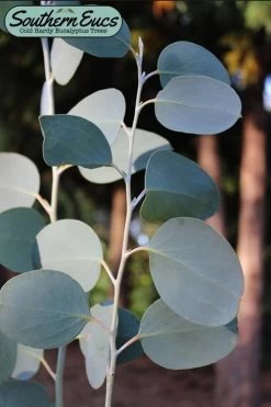 Mappa Tassie Cold Hardy Eucalyptus Tree (Eucalyptus Pauciflora) - Quart Pot