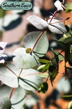 Maggie Cold Hardy Eucalyptus Tree (Eucalyptus Nova Anglica) - Quart Pot