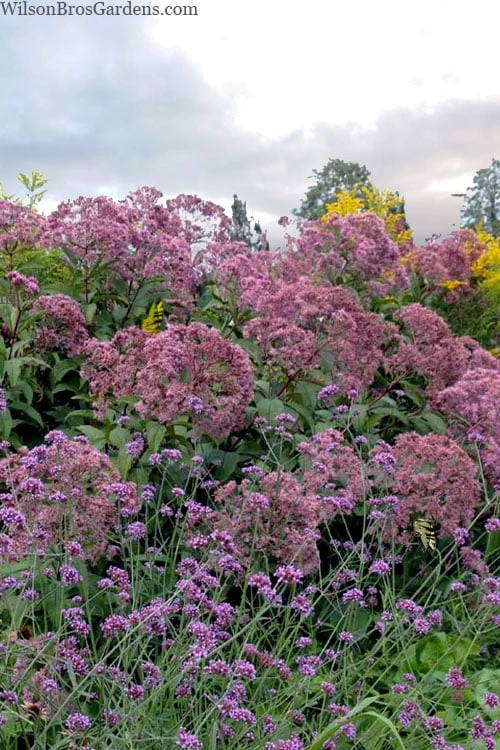 Queen Of The Prairie Hollow Stem Joe Pye Weed - 8 Pack Of 1 Gallon Pots - Image 4