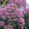 Queen Of The Prairie Hollow Stem Joe Pye Weed - 8 Pack Of 1 Gallon Pots