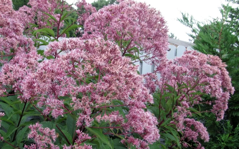 Queen Of The Prairie Hollow Stem Joe Pye Weed - 6 Pack Of 1 Gallon Pots - Image 6