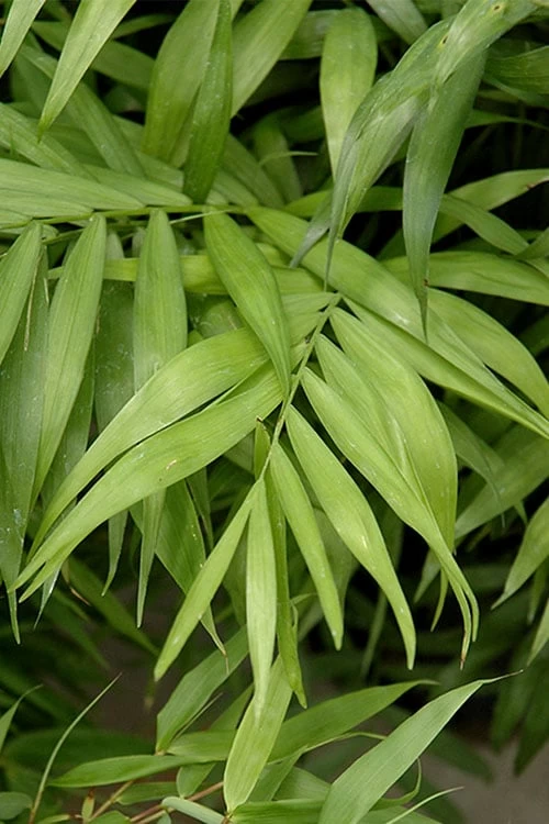 Sunset Glow Clumping Bamboo (Fargesia Rufa) - 3 Gallon Pot - Image 5