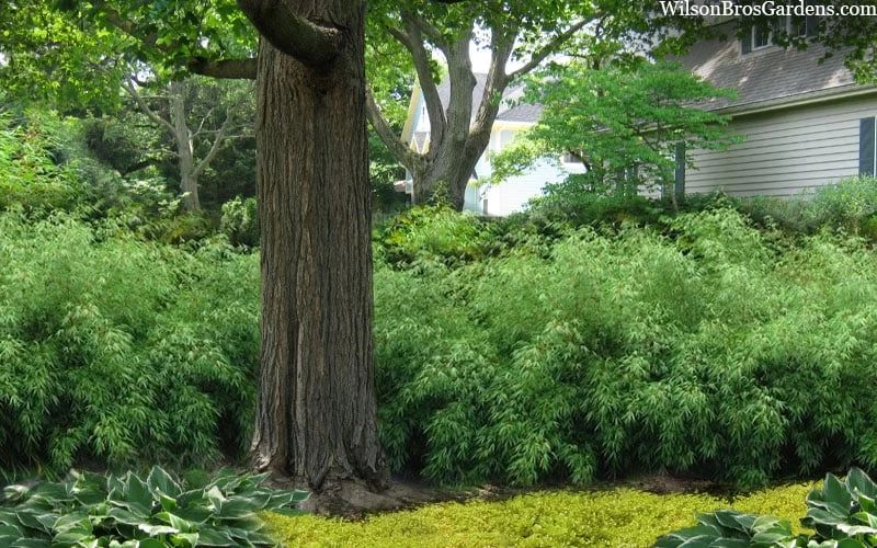 Sunset Glow Clumping Bamboo (Fargesia Rufa) - 3 Gallon Pot - Image 4