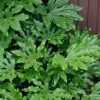 Fatsia Japonica - Japanese Aralia - Glossy Paper Plant - 3 Gallon Pot
