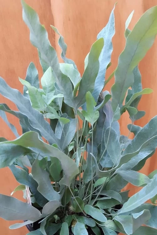 Blue Star Fern - 1 Gallon Pot - Image 5