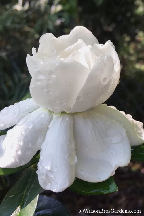 Crown Jewel Gardenia - 6-Pack Of 1 Gallon Pots