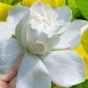 Gold Doubloon Gardenia - 6 Pack Of 1 Gallon Pots