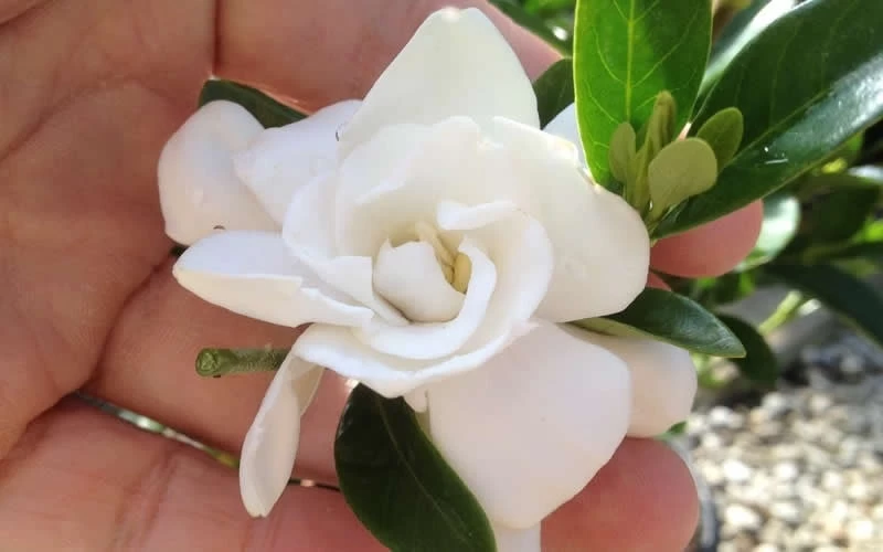 Jubilation Gardenia - 2 Gallon Pot - Image 4