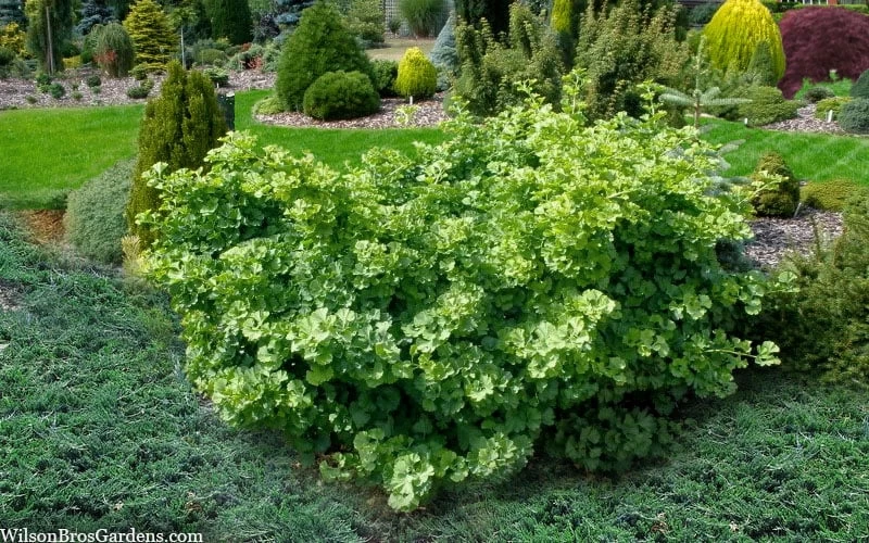 Mariken Dwarf Ginkgo Tree - 2 Gallon Pot - Image 6