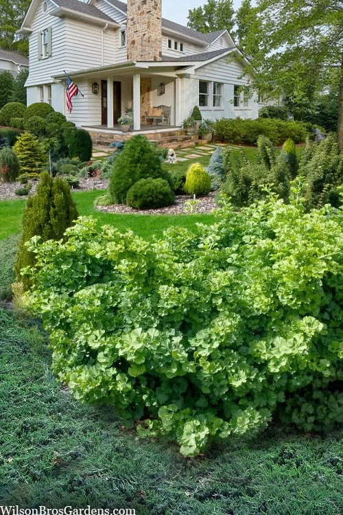 Mariken Dwarf Ginkgo Tree - 2 Gallon Pot - Image 4