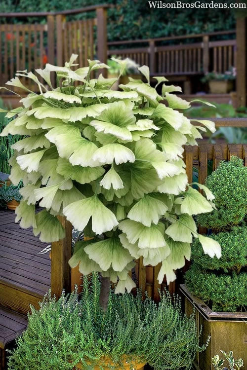 Snow Cloud Ginkgo Tree - 3 Gallon Pot - Image 4