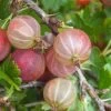 Pixwell Gooseberry (Currant) - 1 Gallon Pot