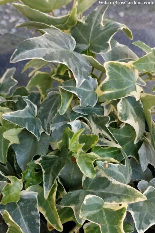 Ingelise English Ivy (Hedera) - 10 Pack Of 4" Pots - Image 4