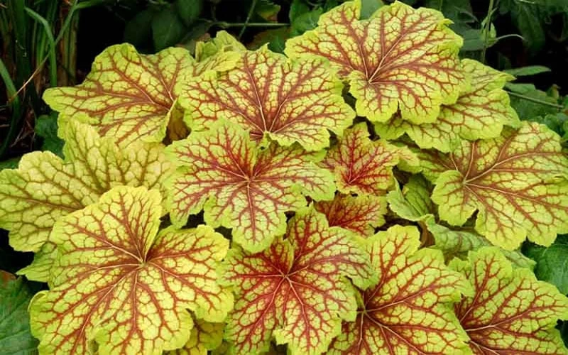 Red Lightning Heuchera - 5 Pack Quart Pots - Image 6