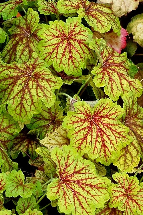 Red Lightning Heuchera - 5 Pack Quart Pots - Image 8