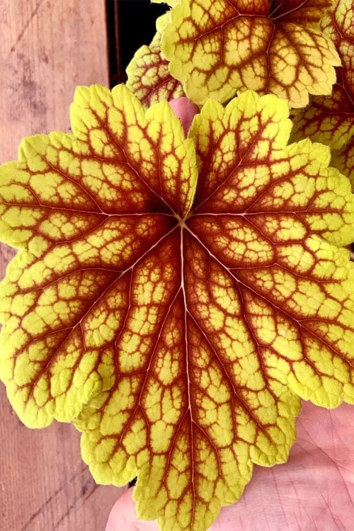 Red Lightning Heuchera - 5 Pack Quart Pots - Image 4
