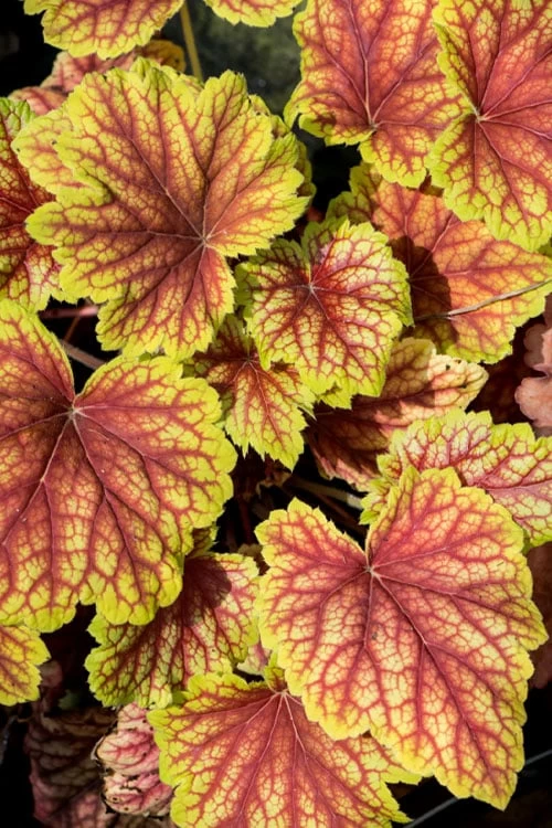 Red Lightning Heuchera - 5 Pack Quart Pots - Image 7