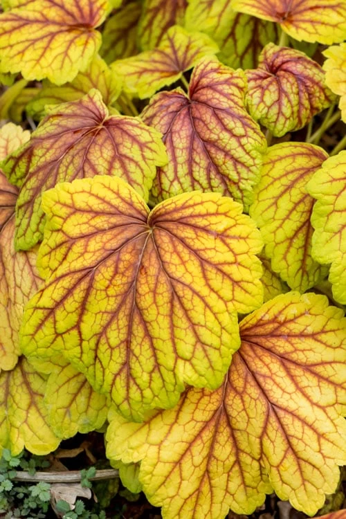 Red Lightning Heuchera - 5 Pack Quart Pots - Image 5