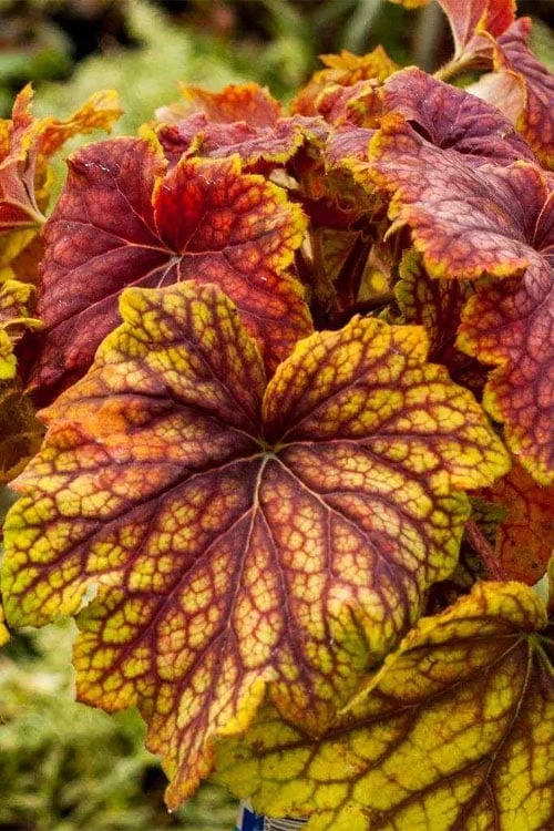 Red Lightning Heuchera - 5 Pack Quart Pots - Image 9