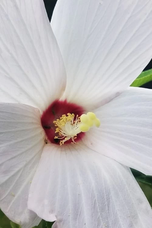 Rose Mallow Hardy Hibiscus (Hibiscus Moscheutos) - 1 Gallon Pot - Image 8