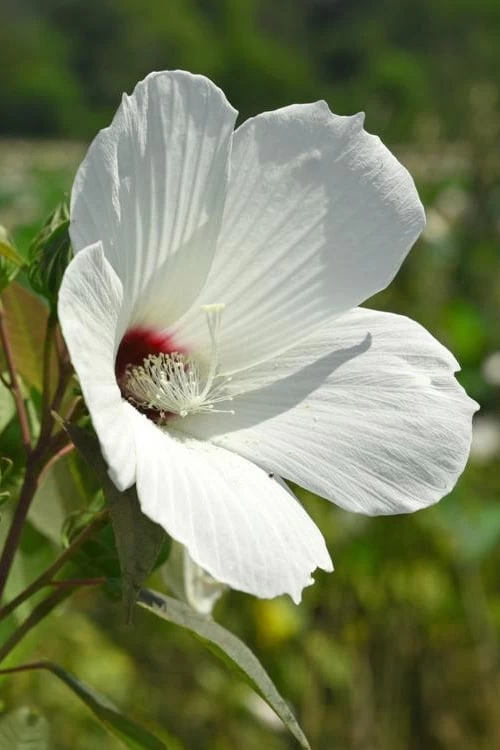 Rose Mallow Hardy Hibiscus (Hibiscus Moscheutos) - 1 Gallon Pot - Image 6