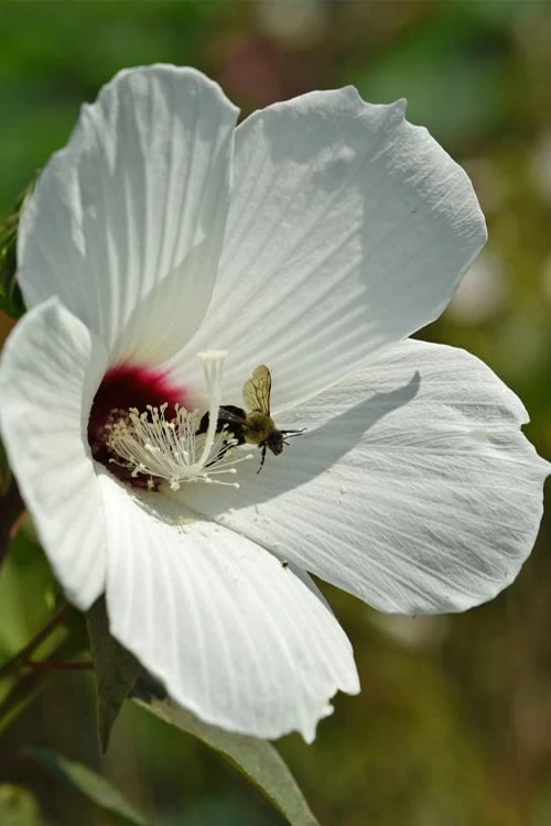Rose Mallow Hardy Hibiscus (Hibiscus Moscheutos) - 1 Gallon Pot - Image 4