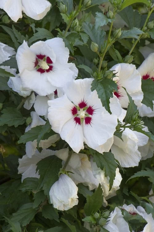 Red Heart Rose Of Sharon - 1 Gallon Pot - Image 7