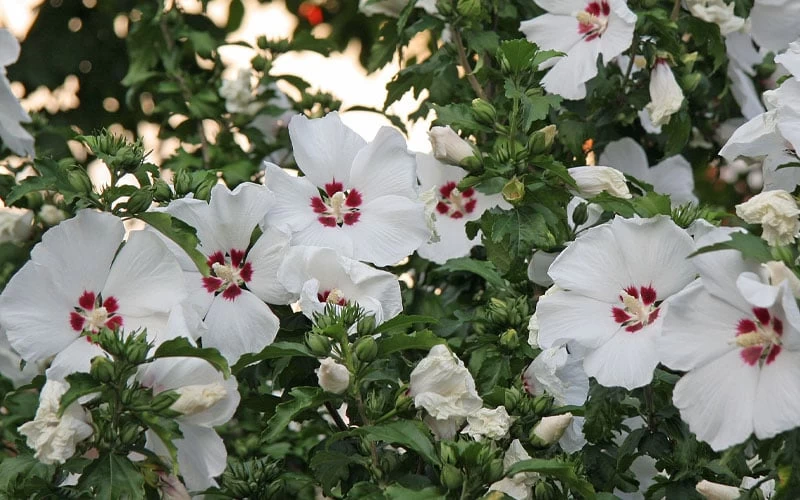 Red Heart Rose Of Sharon - 1 Gallon Pot - Image 5
