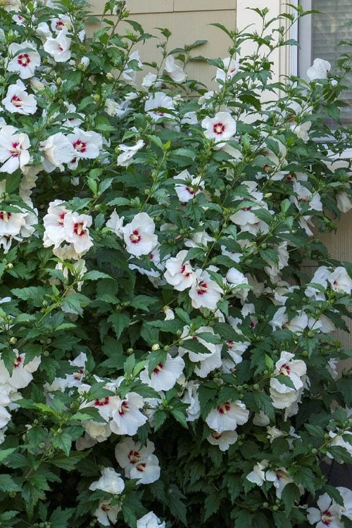 Red Heart Rose Of Sharon - 1 Gallon Pot - Image 6