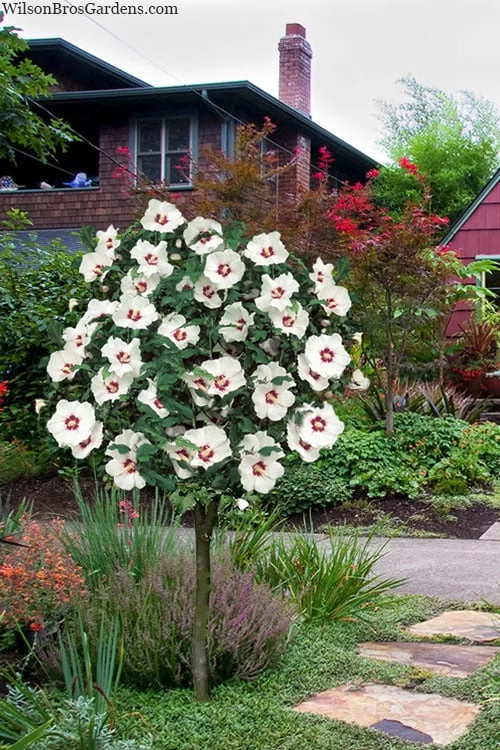 Red Heart Rose Of Sharon (Single Trunk Tree) - 5 Gallon Pot - Image 5