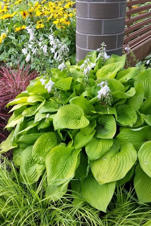 August Moon Hosta Lily - 1 Gallon Pot - Image 7