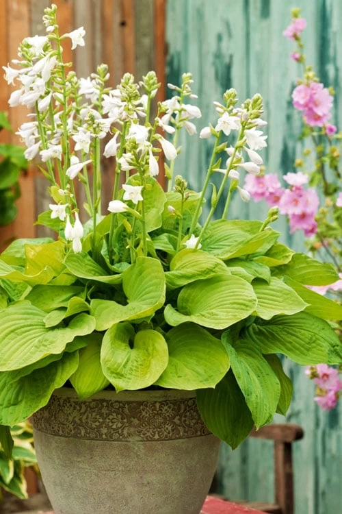 August Moon Hosta Lily - 1 Gallon Pot - Image 4