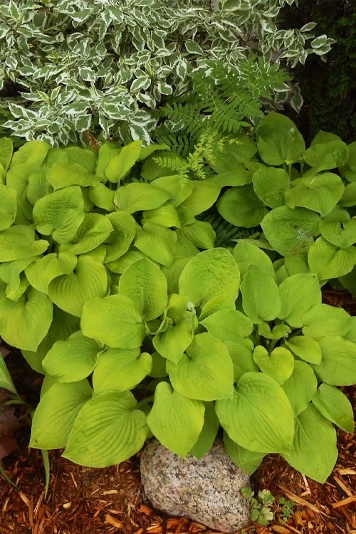 August Moon Hosta Lily - 1 Gallon Pot - Image 8