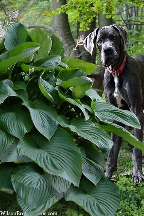 Empress Wu Giant Hosta Lily - 1 Gallon Pot - Image 7