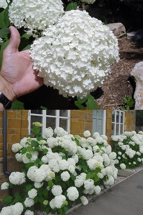 Annabelle Hydrangea - 3 Gallon Pot - Image 8
