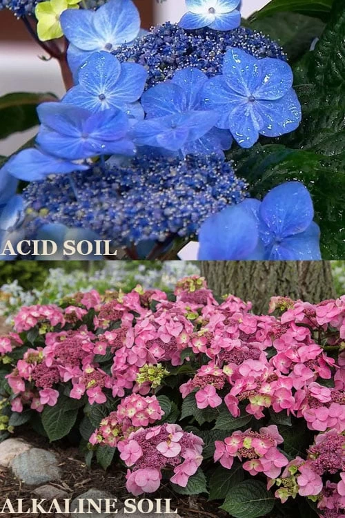 Endless Summer 'Pop Star' Hydrangea - 3 Gallon Pot - Image 4
