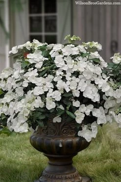 Fairytrail Bride Cascade Hydrangea - 1 Gallon Pot