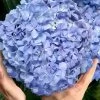 Big Daddy Hydrangea - 2 Gallon Pot