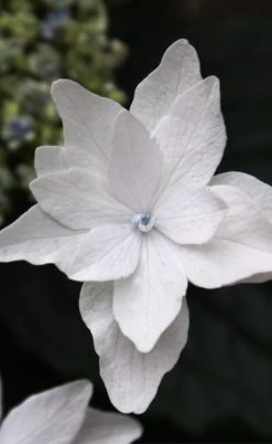 Fuji Waterfall Hydrangea - 1 Gallon Pot