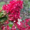 Flare Hydrangea - 3 Gallon Pot