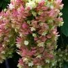 Snowcicle Oakleaf Hydrangea - 3 Gallon Pot