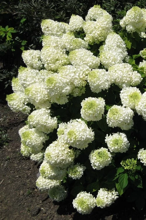 Silver Dollar Hydrangea - 1 Gallon Pot