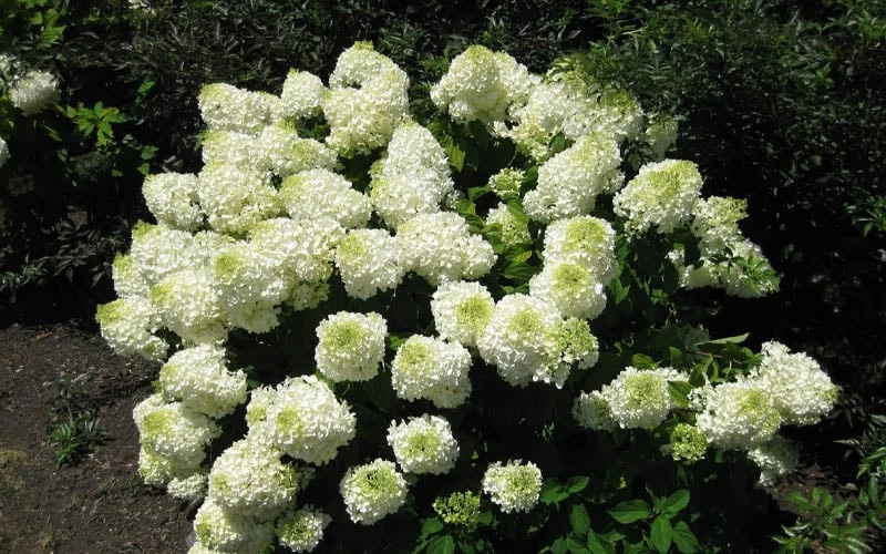 Silver Dollar Hydrangea - 1 Gallon Pot - Image 5