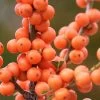 Winter Gold Female Winterberry Holly - 3 Gallon Pot